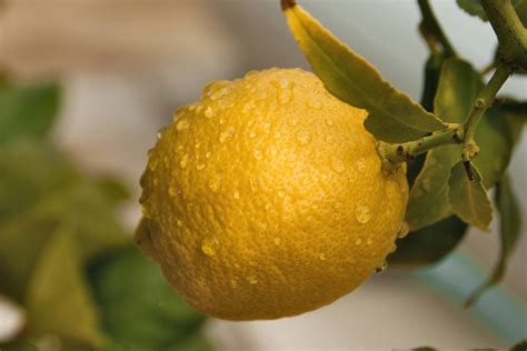 when to water lemon tree using moisture meter|watering lemon trees in summer.